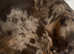 Miniature dachshund puppies