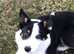 Border collie pups
