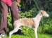 Beautiful KC Reg female Whippet puppy