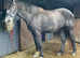 Registered Irish draught mare