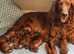 Irish Setter Puppies for sale