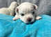 Pedigree Maltase puppies
