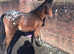 Appaloosa filly for sale