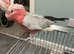 Hand Reared Galah Cockatoo