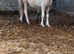 PT Al teke  colt stunning dun /white
