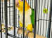 Baby yellow head Caique Glasgow
