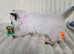 Ragdoll kittens
