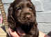 Cocker spaniel puppies
