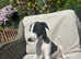 *Ready Now* Stunning Kc Reg Whippet Puppies £900