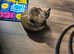 Six adorable pure Burmese pedigree fluffballs are seeking a place to call their own