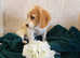 Beautiful miniature f1B cavapoo baby s. 2 boys available now! Will accept offers !! Please contact me!
