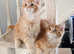 Kittens Maine Coon