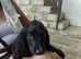 Sammie little Sprocker boy - super fit and healthy 3 months fully social ready to rehome end August