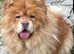 Stunning miniature chow chow male puppies for sale