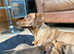Five stunning pups