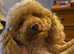 Beautiful miniature fox red poodles AVAILABLE IN SCOTLAND!!!