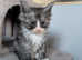Tica pedigree Maine coon male