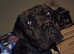 My 2 year old cane corso
