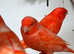 Stunning red canaries for sale very special colour