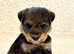 Wawauzer puppies