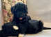 Portuguese Water Dog puppies with FCI registration, from Champion bloodlines