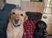 Beautiful Labrador retriever puppies