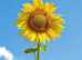 Giant Sunflowers for sale in yellow or red ready for pick up