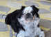 Kc registered pugs ready bank Holiday May 31st
