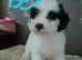 Cockapoos puppies