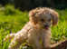 TEACUP MALTIPOO - Smallest you will EVER see
