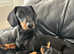 Gorgeous Pedigree mini / midi Dachshunds - Lancashire - available from 29th April