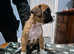 Boxer puppys