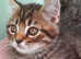 5 beautiful Egyptian kittens