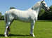 Irish Draught X Connemara Filly