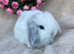 Mini lop