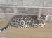 TICA registered, Health screened Bengals