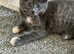 Long furred kittens for sale