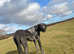 9 month old Great Dane