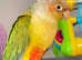 Baby parrot pineapple Conure hand tame hand reared cute baby bird delivery can be arranged