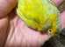 Canary
