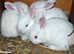 Pure New zealand white bunnies
