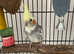 Cockatiel