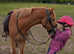 Beautiful kind chestnut pony