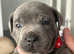 Small breed staffs