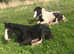 Cob foal