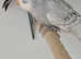 Beautiful Baby Budgies available!!!