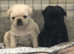 Unique black pug puppy with blue eye