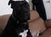Rehoming Female Cane Corso