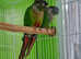 Stunning baby conure parrot