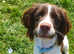 Liver white 7month spaniel